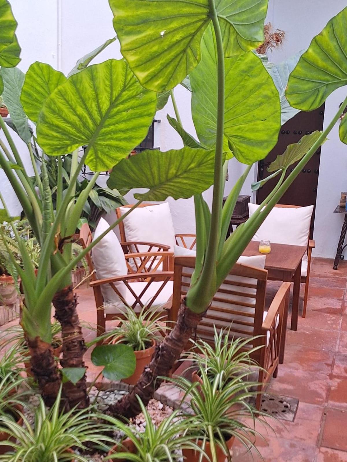 Hostal Gran Capitan Чипиона Екстериор снимка